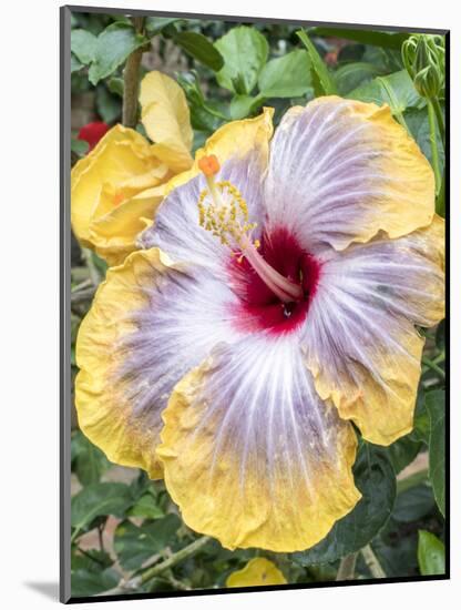 USA, Pennsylvania. Close-up of the Hibiscus rosa-sinensis 'Fifth Dimension'.-Julie Eggers-Mounted Photographic Print