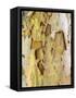 USA, Pennsylvania. Colorful bark on a tree in a garden.-Julie Eggers-Framed Stretched Canvas