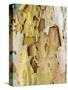 USA, Pennsylvania. Colorful bark on a tree in a garden.-Julie Eggers-Stretched Canvas