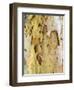 USA, Pennsylvania. Colorful bark on a tree in a garden.-Julie Eggers-Framed Photographic Print