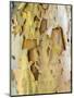 USA, Pennsylvania. Colorful bark on a tree in a garden.-Julie Eggers-Mounted Photographic Print