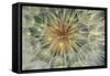 USA, Pennsylvania. Dandelion Seedhead Close Up-Jaynes Gallery-Framed Stretched Canvas