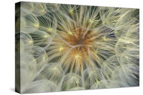 USA, Pennsylvania. Dandelion Seedhead Close Up-Jaynes Gallery-Stretched Canvas