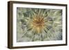 USA, Pennsylvania. Dandelion Seedhead Close Up-Jaynes Gallery-Framed Photographic Print