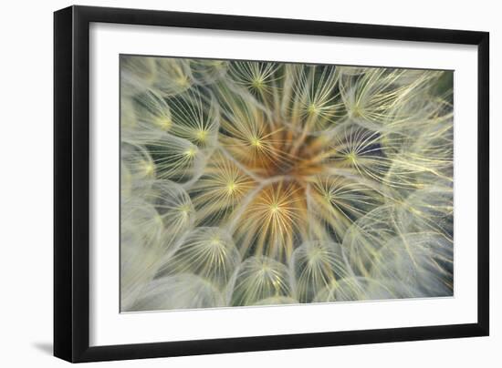 USA, Pennsylvania. Dandelion Seedhead Close Up-Jaynes Gallery-Framed Photographic Print