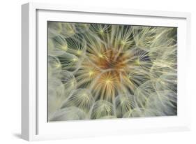 USA, Pennsylvania. Dandelion Seedhead Close Up-Jaynes Gallery-Framed Photographic Print