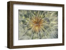 USA, Pennsylvania. Dandelion Seedhead Close Up-Jaynes Gallery-Framed Photographic Print