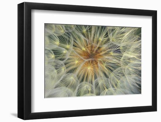 USA, Pennsylvania. Dandelion Seedhead Close Up-Jaynes Gallery-Framed Photographic Print