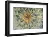 USA, Pennsylvania. Dandelion Seedhead Close Up-Jaynes Gallery-Framed Photographic Print