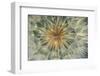 USA, Pennsylvania. Dandelion Seedhead Close Up-Jaynes Gallery-Framed Photographic Print