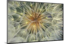 USA, Pennsylvania. Dandelion Seedhead Close Up-Jaynes Gallery-Mounted Photographic Print