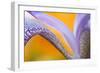 USA, Pennsylvania. Detail of Iris Flower Pattern-Jaynes Gallery-Framed Photographic Print