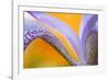 USA, Pennsylvania. Detail of Iris Flower Pattern-Jaynes Gallery-Framed Photographic Print