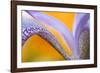 USA, Pennsylvania. Detail of Iris Flower Pattern-Jaynes Gallery-Framed Photographic Print