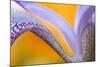 USA, Pennsylvania. Detail of Iris Flower Pattern-Jaynes Gallery-Mounted Photographic Print