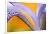 USA, Pennsylvania. Detail of Iris Flower Pattern-Jaynes Gallery-Framed Photographic Print