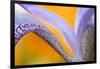 USA, Pennsylvania. Detail of Iris Flower Pattern-Jaynes Gallery-Framed Photographic Print