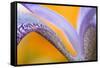 USA, Pennsylvania. Detail of Iris Flower Pattern-Jaynes Gallery-Framed Stretched Canvas