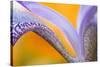 USA, Pennsylvania. Detail of Iris Flower Pattern-Jaynes Gallery-Stretched Canvas