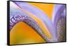 USA, Pennsylvania. Detail of Iris Flower Pattern-Jaynes Gallery-Framed Stretched Canvas