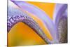 USA, Pennsylvania. Detail of Iris Flower Pattern-Jaynes Gallery-Stretched Canvas