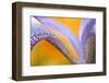 USA, Pennsylvania. Detail of Iris Flower Pattern-Jaynes Gallery-Framed Photographic Print