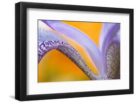 USA, Pennsylvania. Detail of Iris Flower Pattern-Jaynes Gallery-Framed Photographic Print