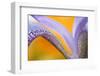 USA, Pennsylvania. Detail of Iris Flower Pattern-Jaynes Gallery-Framed Photographic Print