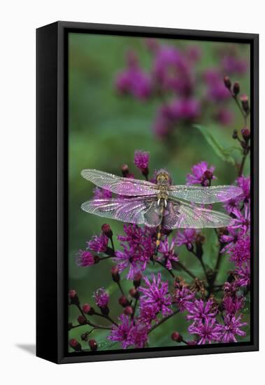 USA, Pennsylvania. Dragonfly on Joe Pye Weed-Jaynes Gallery-Framed Stretched Canvas