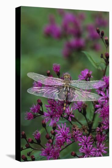 USA, Pennsylvania. Dragonfly on Joe Pye Weed-Jaynes Gallery-Stretched Canvas