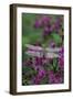 USA, Pennsylvania. Dragonfly on Joe Pye Weed-Jaynes Gallery-Framed Photographic Print