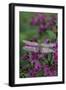 USA, Pennsylvania. Dragonfly on Joe Pye Weed-Jaynes Gallery-Framed Photographic Print