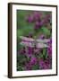 USA, Pennsylvania. Dragonfly on Joe Pye Weed-Jaynes Gallery-Framed Photographic Print