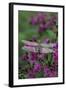 USA, Pennsylvania. Dragonfly on Joe Pye Weed-Jaynes Gallery-Framed Photographic Print