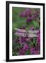 USA, Pennsylvania. Dragonfly on Joe Pye Weed-Jaynes Gallery-Framed Photographic Print