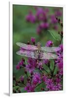 USA, Pennsylvania. Dragonfly on Joe Pye Weed-Jaynes Gallery-Framed Photographic Print