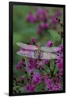 USA, Pennsylvania. Dragonfly on Joe Pye Weed-Jaynes Gallery-Framed Photographic Print