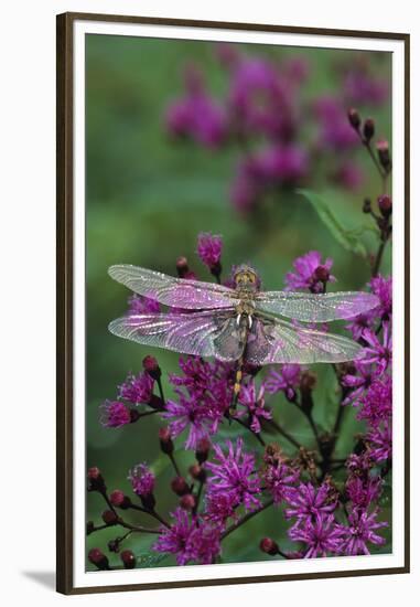 USA, Pennsylvania. Dragonfly on Joe Pye Weed-Jaynes Gallery-Framed Premium Photographic Print