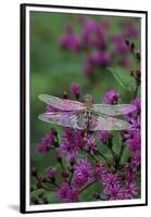 USA, Pennsylvania. Dragonfly on Joe Pye Weed-Jaynes Gallery-Framed Premium Photographic Print