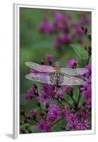 USA, Pennsylvania. Dragonfly on Joe Pye Weed-Jaynes Gallery-Framed Premium Photographic Print