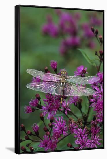 USA, Pennsylvania. Dragonfly on Joe Pye Weed-Jaynes Gallery-Framed Stretched Canvas