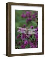 USA, Pennsylvania. Dragonfly on Joe Pye Weed-Jaynes Gallery-Framed Photographic Print