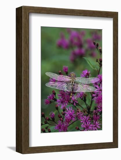 USA, Pennsylvania. Dragonfly on Joe Pye Weed-Jaynes Gallery-Framed Photographic Print