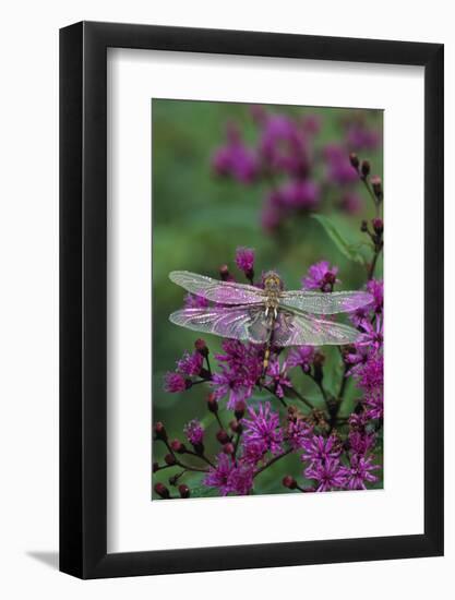 USA, Pennsylvania. Dragonfly on Joe Pye Weed-Jaynes Gallery-Framed Photographic Print