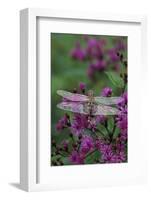 USA, Pennsylvania. Dragonfly on Joe Pye Weed-Jaynes Gallery-Framed Photographic Print