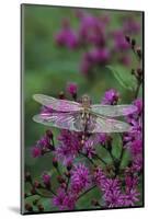 USA, Pennsylvania. Dragonfly on Joe Pye Weed-Jaynes Gallery-Mounted Photographic Print