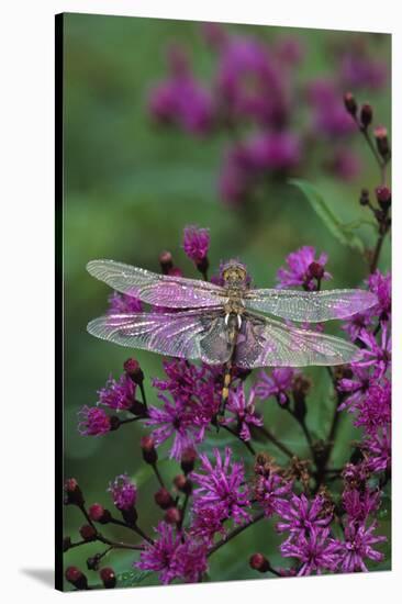 USA, Pennsylvania. Dragonfly on Joe Pye Weed-Jaynes Gallery-Stretched Canvas