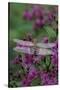 USA, Pennsylvania. Dragonfly on Joe Pye Weed-Jaynes Gallery-Stretched Canvas