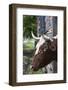 USA, Pennsylvania, Dutch Country, Lancaster, Landis Valley Museum, Cow-Walter Bibikow-Framed Photographic Print