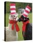 USA, Pennsylvania, Erie. Two Llamas Dressed Humorously-Jaynes Gallery-Stretched Canvas